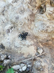 Phidippus audax