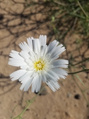 Calycoseris wrightii
