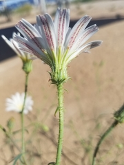 Calycoseris wrightii
