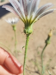 Calycoseris wrightii