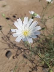 Calycoseris wrightii