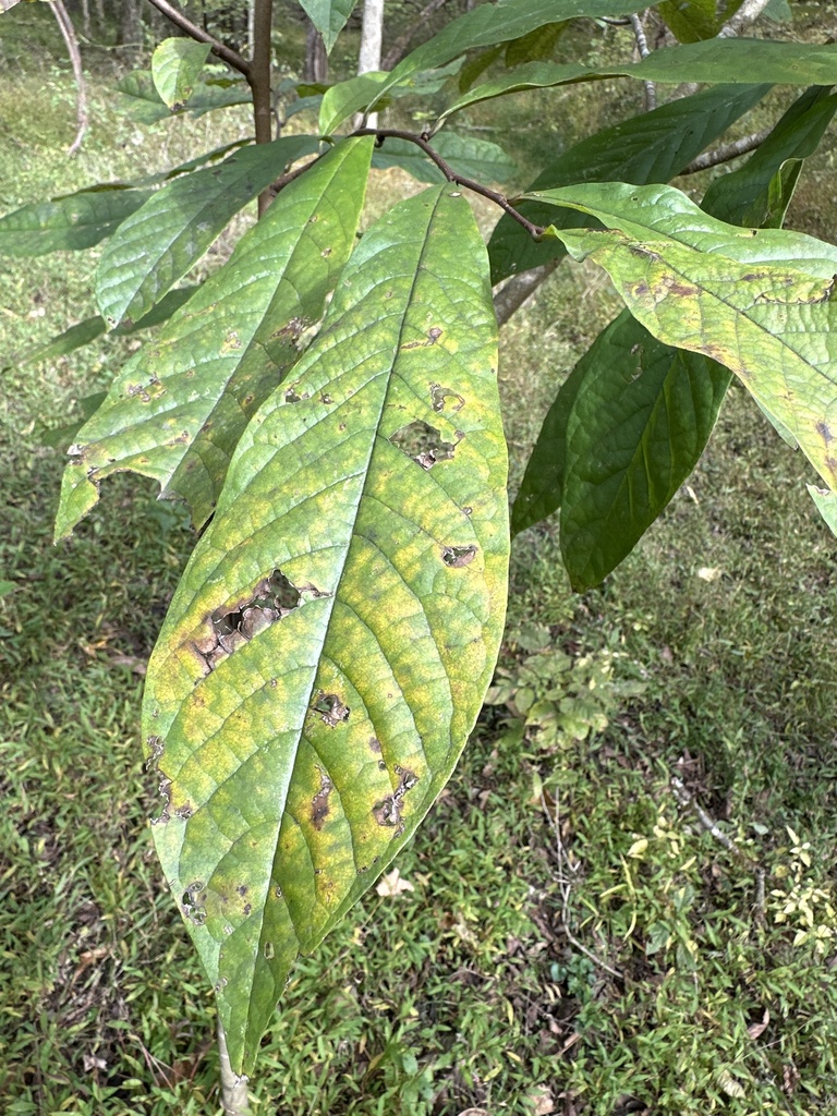 common pawpaw from Buffalo Valley, TN, US on October 24, 2023 at 11:10 ...