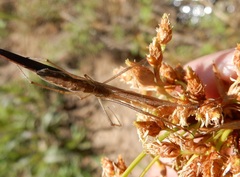 Tetragnatha versicolor