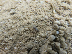 Polydrusus marginatus