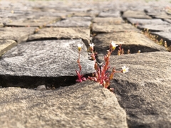 Saxifraga tridactylites