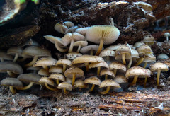 Mycena semivestipes
