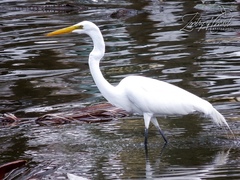 Ardea alba