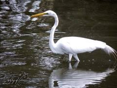 Ardea alba