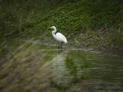 Ardea alba