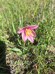 Fritillaria pluriflora