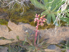 Dudleya saxosa collomiae