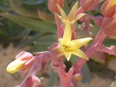 Dudleya saxosa collomiae