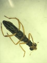 Isohydnocera tabida