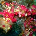 Moseley's Ascidian - Photo (c) Albertini maridom, some rights reserved (CC BY-NC), uploaded by Albertini maridom