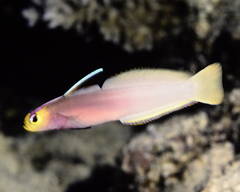 Nemateleotris helfrichi