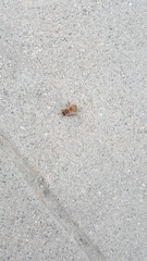 Apis mellifera