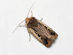 Proteuxoa tortisigna
