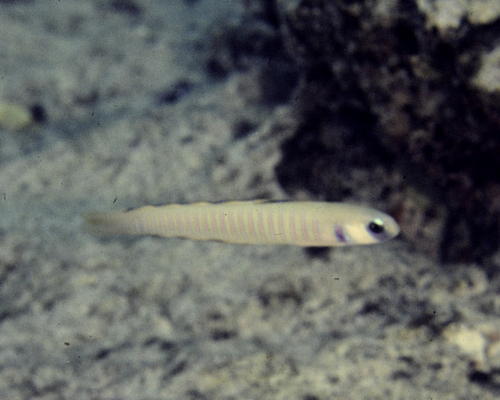Ptereleotris zebra