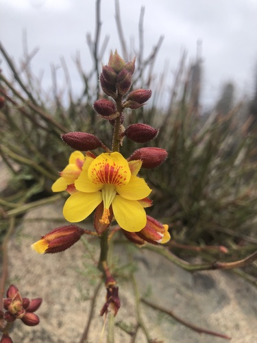 Erythrostemon angulatus, photograph 1