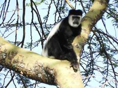 Colobus guereza