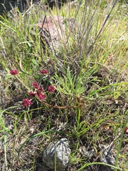 Lomatium hooveri
