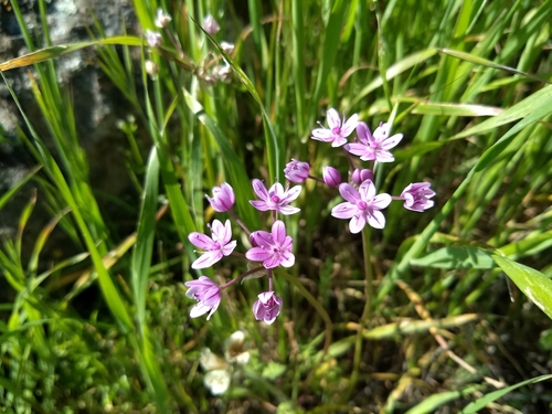 Glassy onion (Allium hyalinum)