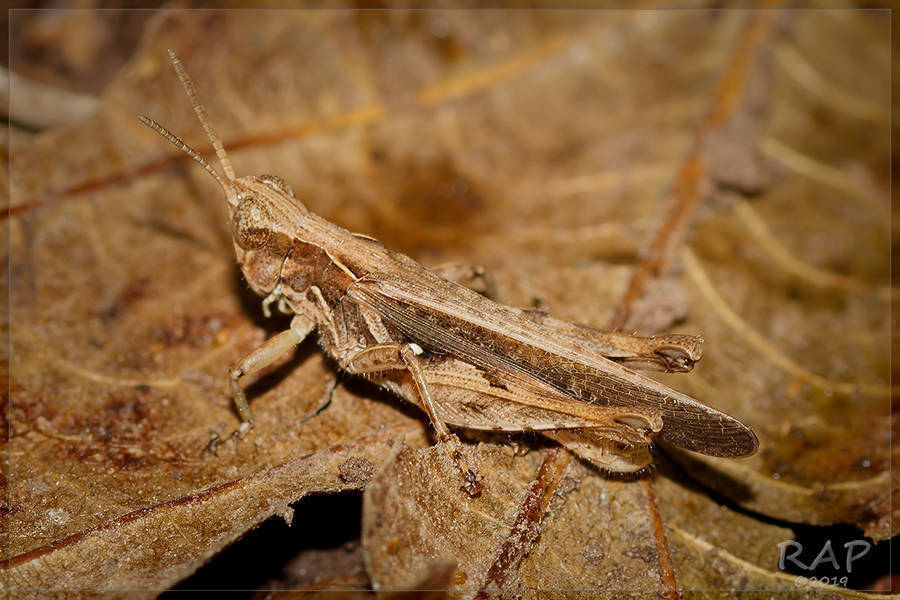 Slant-faced Grasshopper