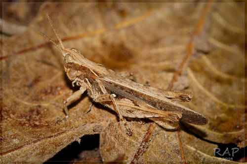 Slant-faced Grasshopper