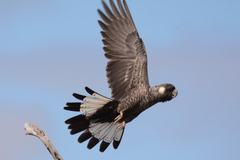 Short-Billed Black-Cockatoo photo 2