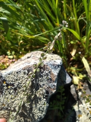 Thysanocarpus curvipes curvipes