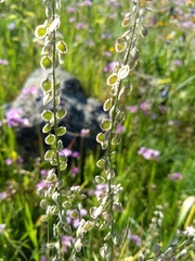 Thysanocarpus curvipes curvipes