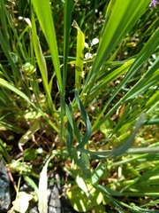 Thysanocarpus curvipes curvipes