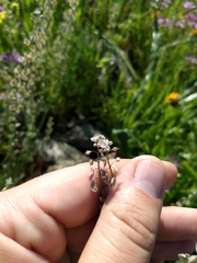 Thysanocarpus curvipes curvipes