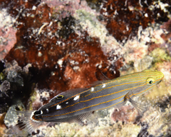 Koumansetta rainfordi