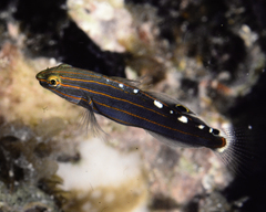 Koumansetta rainfordi