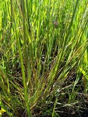 Poa secunda
