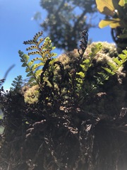 Adenophorus tamariscinus