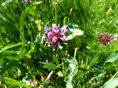 Trifolium willdenovii