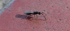 Diapriinae