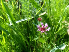 Trifolium willdenovii