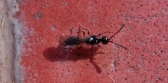 Diapriinae