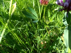 Trifolium willdenovii