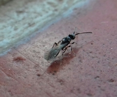 Diapriinae