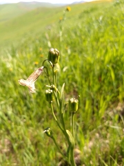 Fritillaria striata