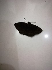 Hesperiidae
