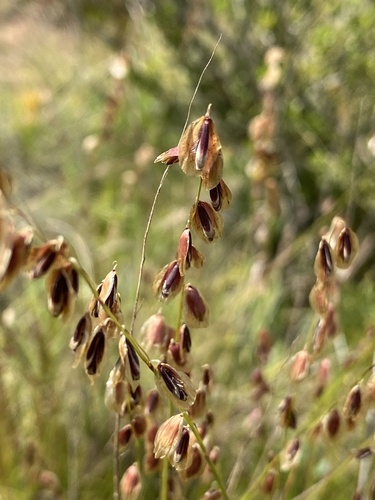 Melica commersonii