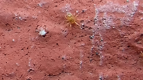 Adamystidae