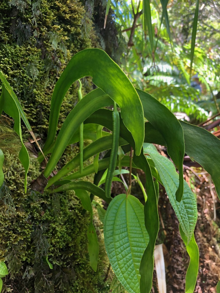 Ophioderma falcatum
