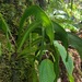 Ophioderma falcatum - Photo (c) conlonae,  זכויות יוצרים חלקיות (CC BY-NC), הועלה על ידי conlonae