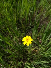 Pseudobahia peirsonii